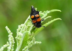 Nicrophorus defodiens