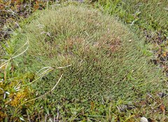 Oreobolus pectinatus