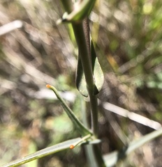 Streptanthus glandulosus glandulosus