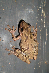 Scinax granulatus