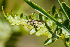 Synanthedon bibionipennis