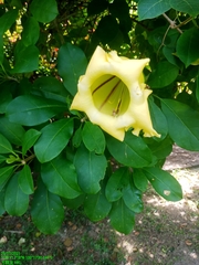 Solandra longiflora