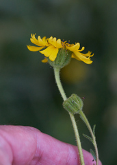 Kyhosia bolanderi