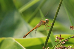 Sympetrum vicinum