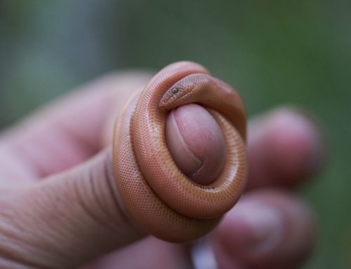 iNaturalist observation photo of Northern Rubber Boa