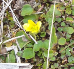 Ranunculus royi