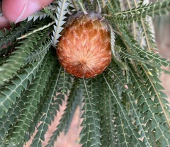 Banksia formosa