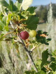 Ribes inerme