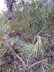 Banksia formosa