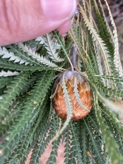 Banksia formosa