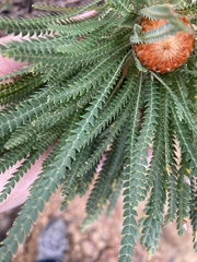 Banksia formosa
