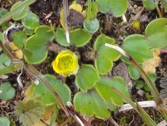 Ranunculus royi