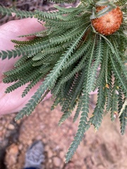 Banksia formosa