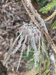 Banksia formosa