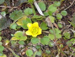 Ranunculus royi