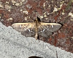 Diathrausta reconditalis