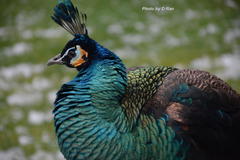 Pavo cristatus × muticus