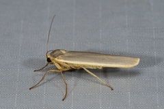 Birketsmithiola sanguicosta