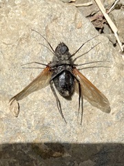 Satyramoeba hetrusca