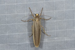 Birketsmithiola sanguicosta