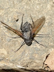 Satyramoeba hetrusca