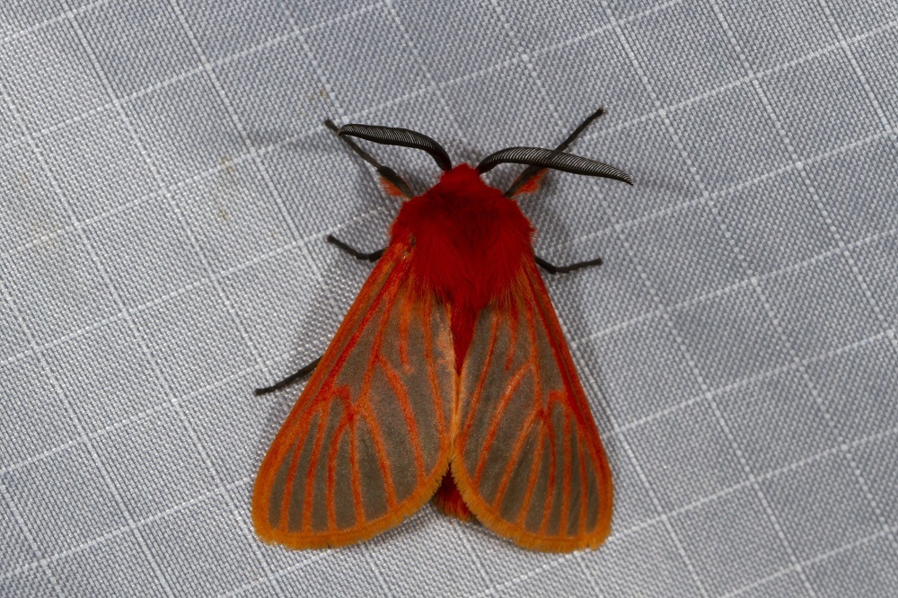 Laterite Matron