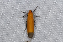 Parainesis restricta