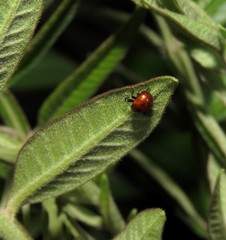 Homoeolabus analis