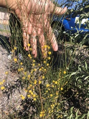 Acacia juncifolia