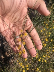 Acacia juncifolia