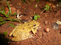 Fuscous-Blotched Treefrog photo 3