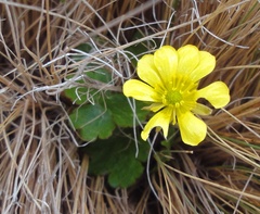 Ranunculus enysii