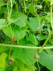 Dioscorea sansibarensis