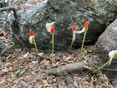 Arum concinnatum
