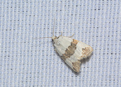 Maliattha quadripartita