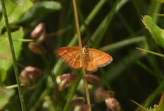 Idaea flaveolaria