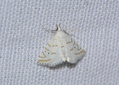 Patissa fulvosparsa
