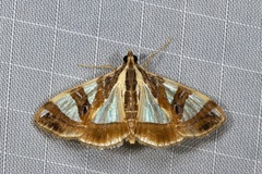 Glyphodes sycina