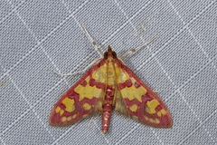 Stenochora lancinalis