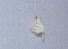Patissa fulvosparsa