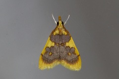 Sameodesma xanthocraspia