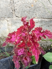 Coleus scutellarioides
