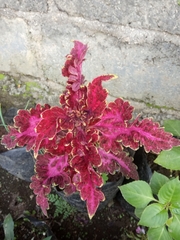 Coleus scutellarioides