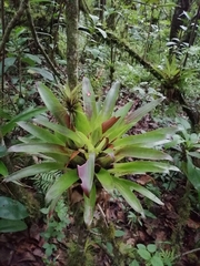 Tillandsia imperialis