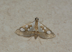 Glyphodes minimalis