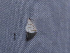 Patissa fulvosparsa