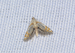 Nymphicula