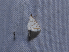 Patissa fulvosparsa