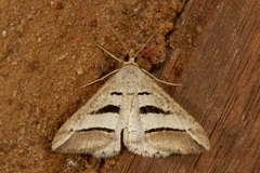 Chiasmia subcurvaria