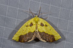 Drepanogynis cambogiaria